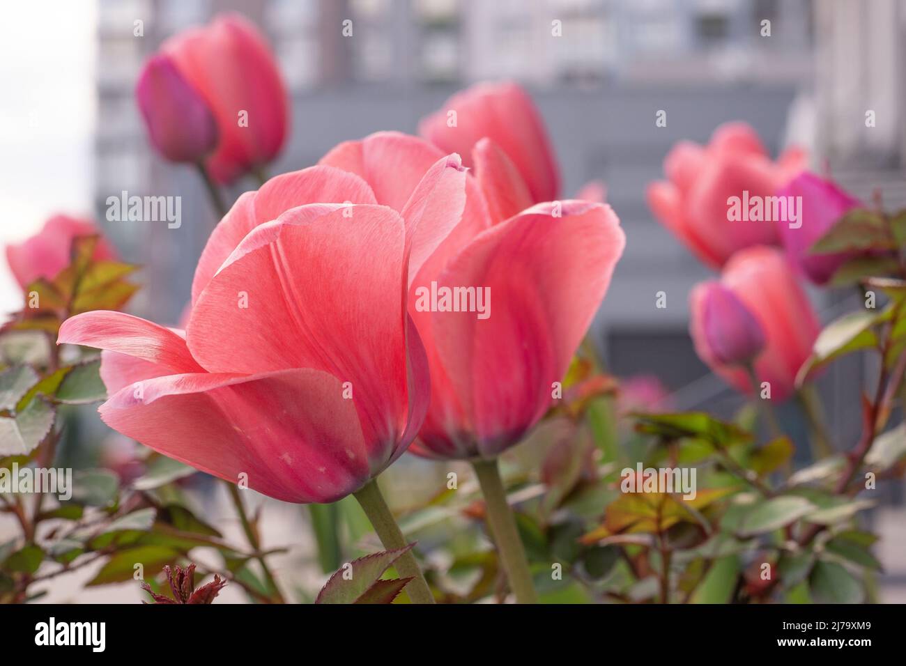 Tulipes roses dans un lit de fleur. Le bourgeon de tulipe se balance dans le vent. Lit à fleurs dans le jardin. Belles fleurs de printemps simples. Fond floral. Pour cultiver des plantes. Jardinage extérieur en ville. Banque D'Images