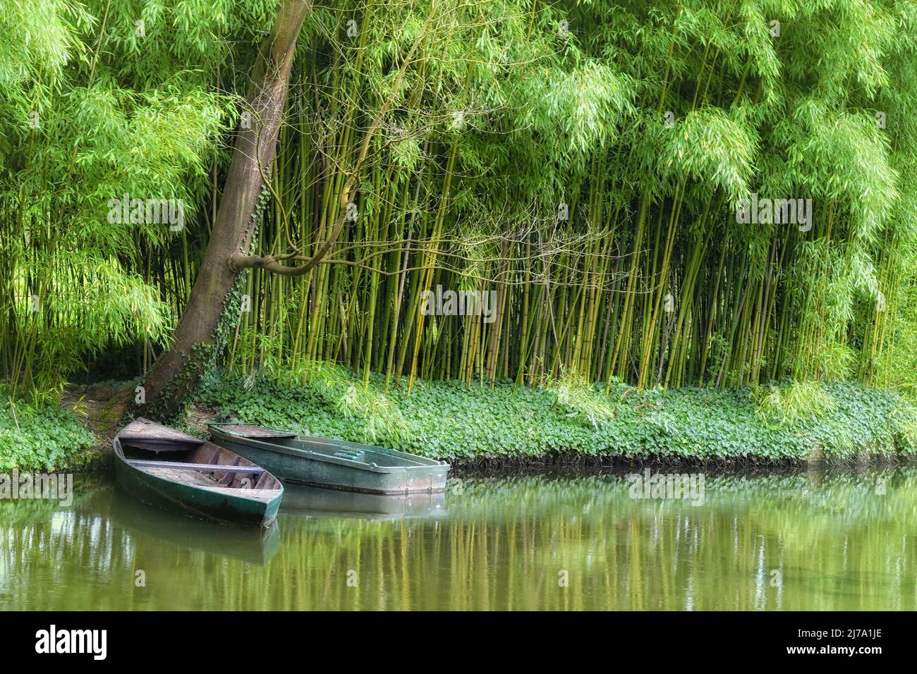 Jardin de bambou japonais dans le jardin aquatique de Claude Monet. Giverny, France Banque D'Images