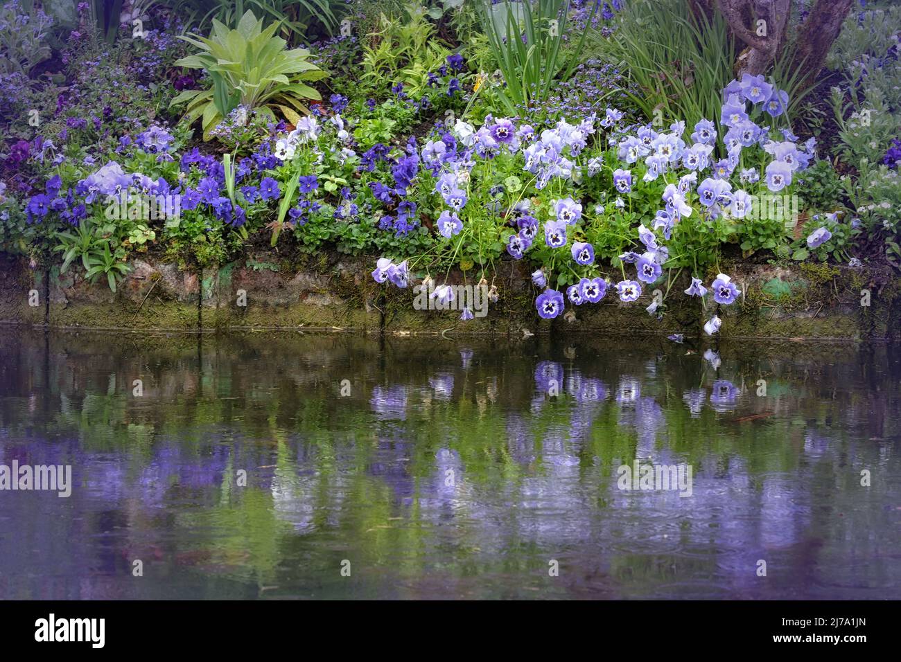 Pansies violettes au jardin aquatique de Claude Monet. Giverny, France Banque D'Images