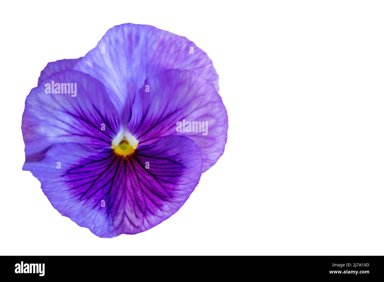 Pansy de jardin violet (Viola × wittrockiana). Une plante hybride à grande fleur cultivée comme une fleur de jardin. Il est dérivé par hybridation de plusieurs spe Banque D'Images
