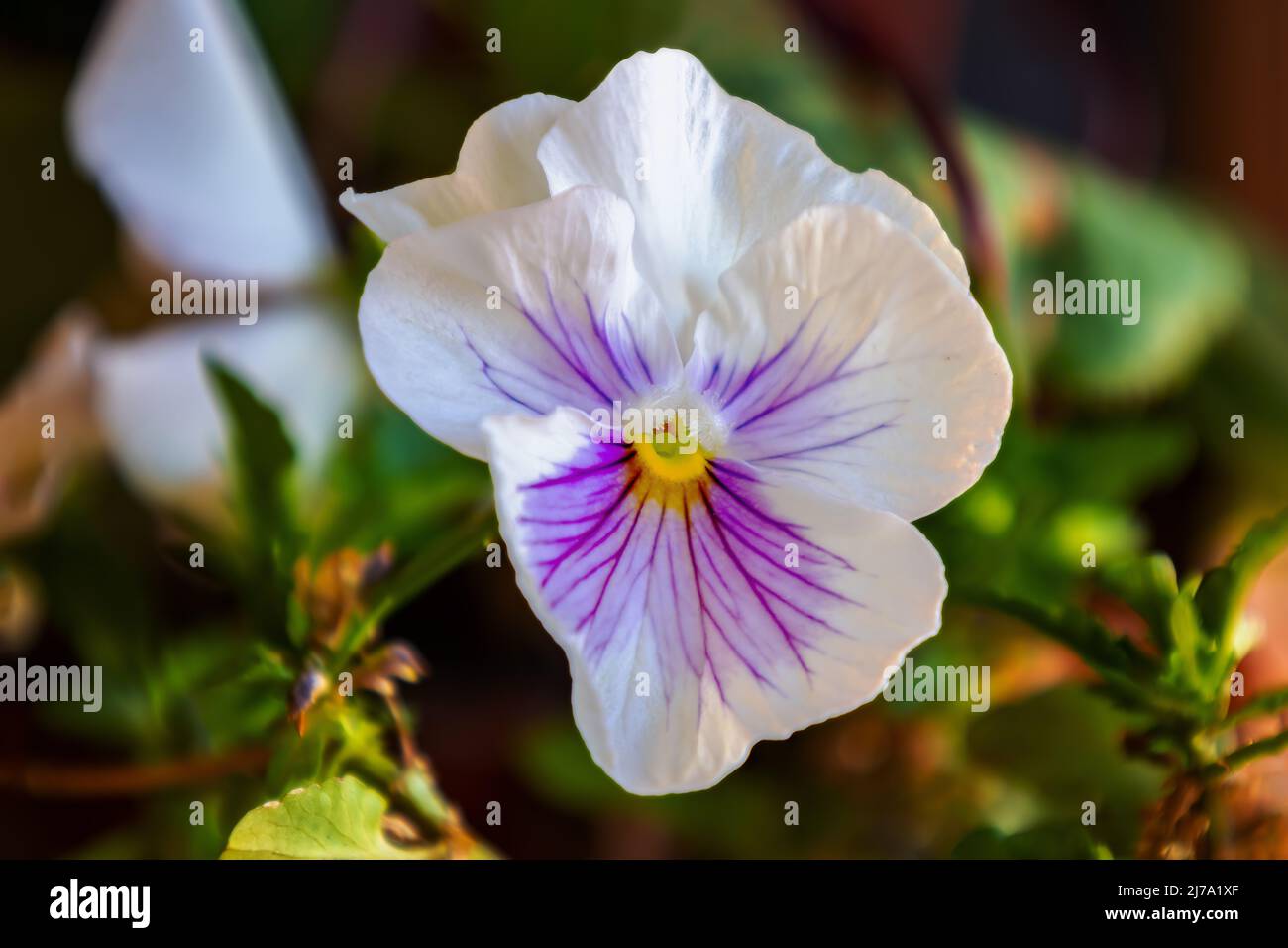 Jardin de pansy (Viola × wittrockiana). Une plante hybride à grande fleur cultivée comme une fleur de jardin. Il est dérivé par hybridation de plusieurs espèces de Banque D'Images