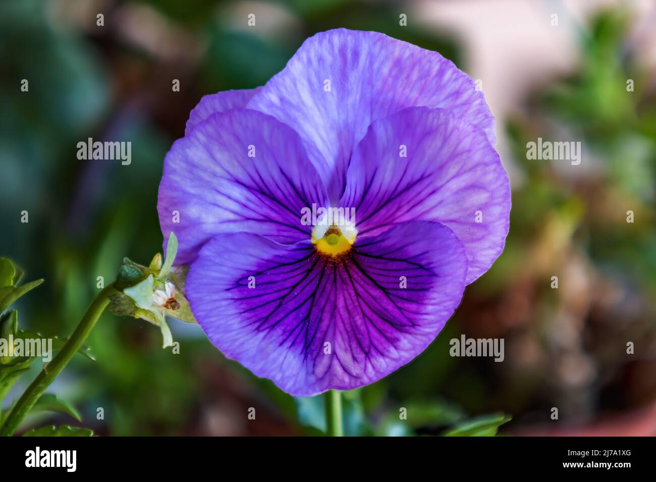 Pansy de jardin violet (Viola × wittrockiana). Une plante hybride à grande fleur cultivée comme une fleur de jardin. Il est dérivé par hybridation de plusieurs spe Banque D'Images