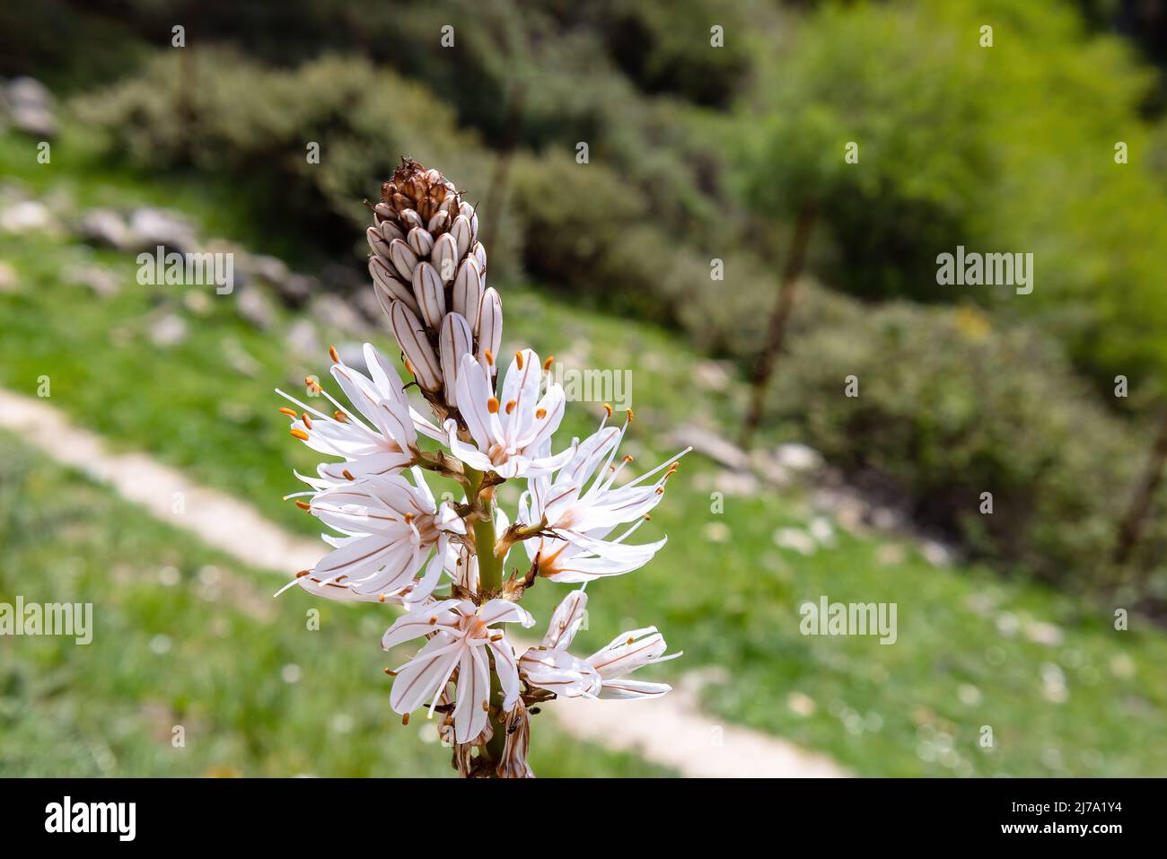Asphodelus ramosus, l'asphodel ramifié, est une plante herbacée vivace dans l'ordre des asperges. Aspect similaire à Asphodelus albus et ASP Banque D'Images