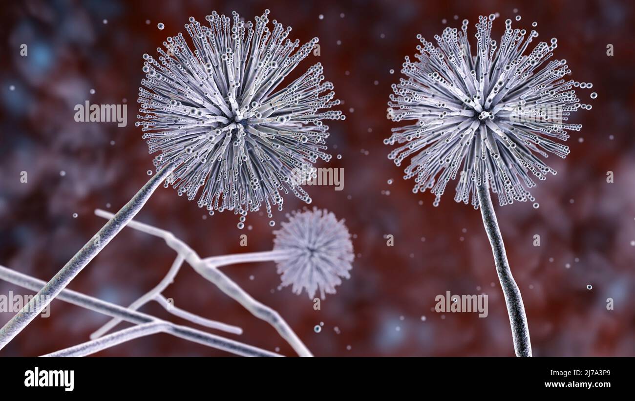 Aspergillus niger champignon, illustration Banque D'Images
