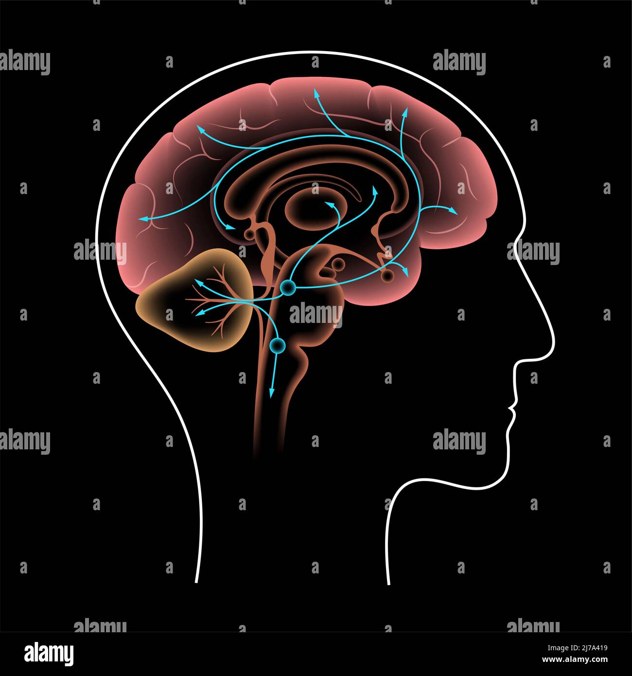 Sentier de la sérotonine dans le cerveau, illustration Banque D'Images