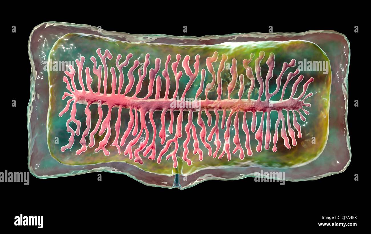 Proglottid d'un ténias de boeuf, illustration Banque D'Images