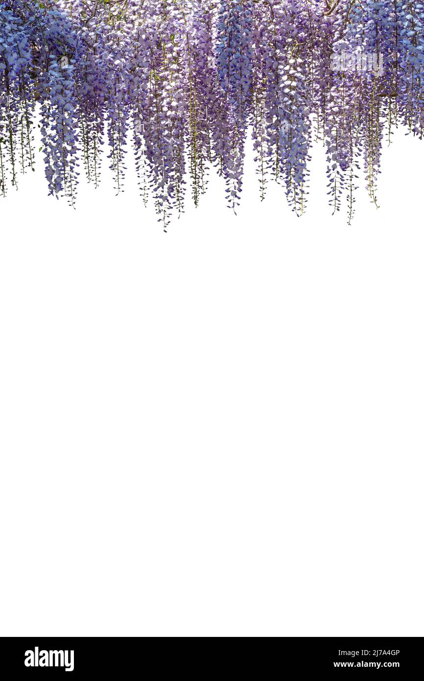 Branche de fleurs wisteria isolée sur blanc, espace de copie, idéal pour les cartes de voeux et de bannière ou d'étiquette ou de papier peint, chemin de coupure Banque D'Images