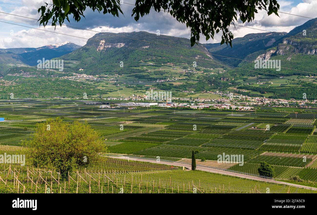 Vignobles Trentin-Haut-Adige du Tyrol du Sud , province de Bolzano, Italie. Paysage de printemps. route des vins du tyrol du sud, route des vins du Tyrol du Sud. Banque D'Images