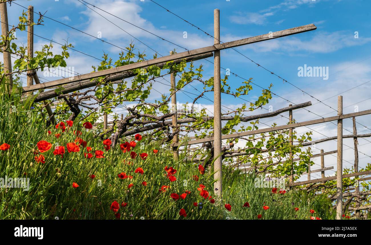 Vignobles Trentin-Haut-Adige du Tyrol du Sud , province de Bolzano, Italie. Paysage de printemps. route des vins du tyrol du sud, route des vins du Tyrol du Sud. Banque D'Images