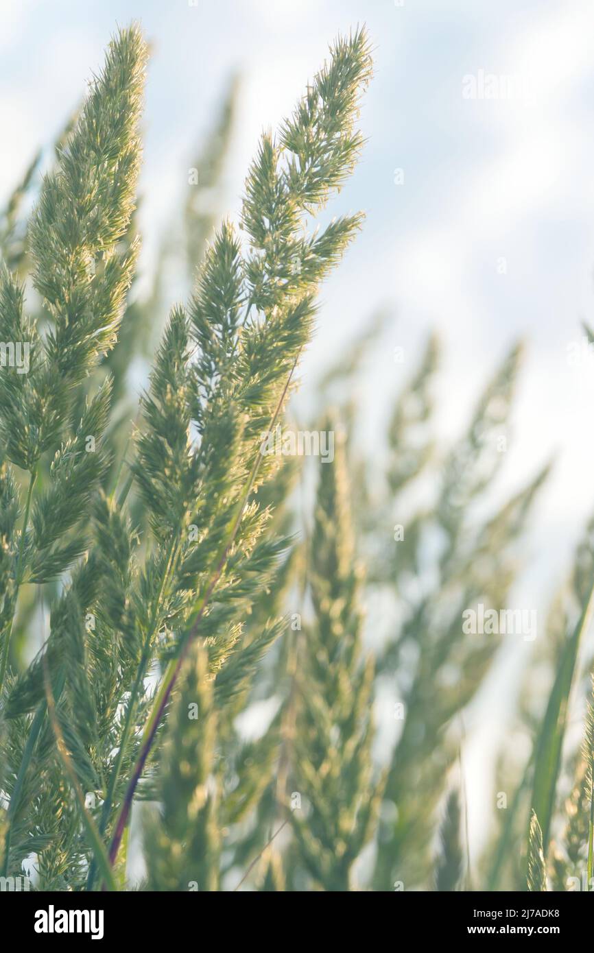 Plante herbacée vivace Calamagrostis epigejos dans les rayons du soleil couchant. Photographie macro. Céréales. Mauvaise herbe. Utilisé comme plante médicinale. Banque D'Images