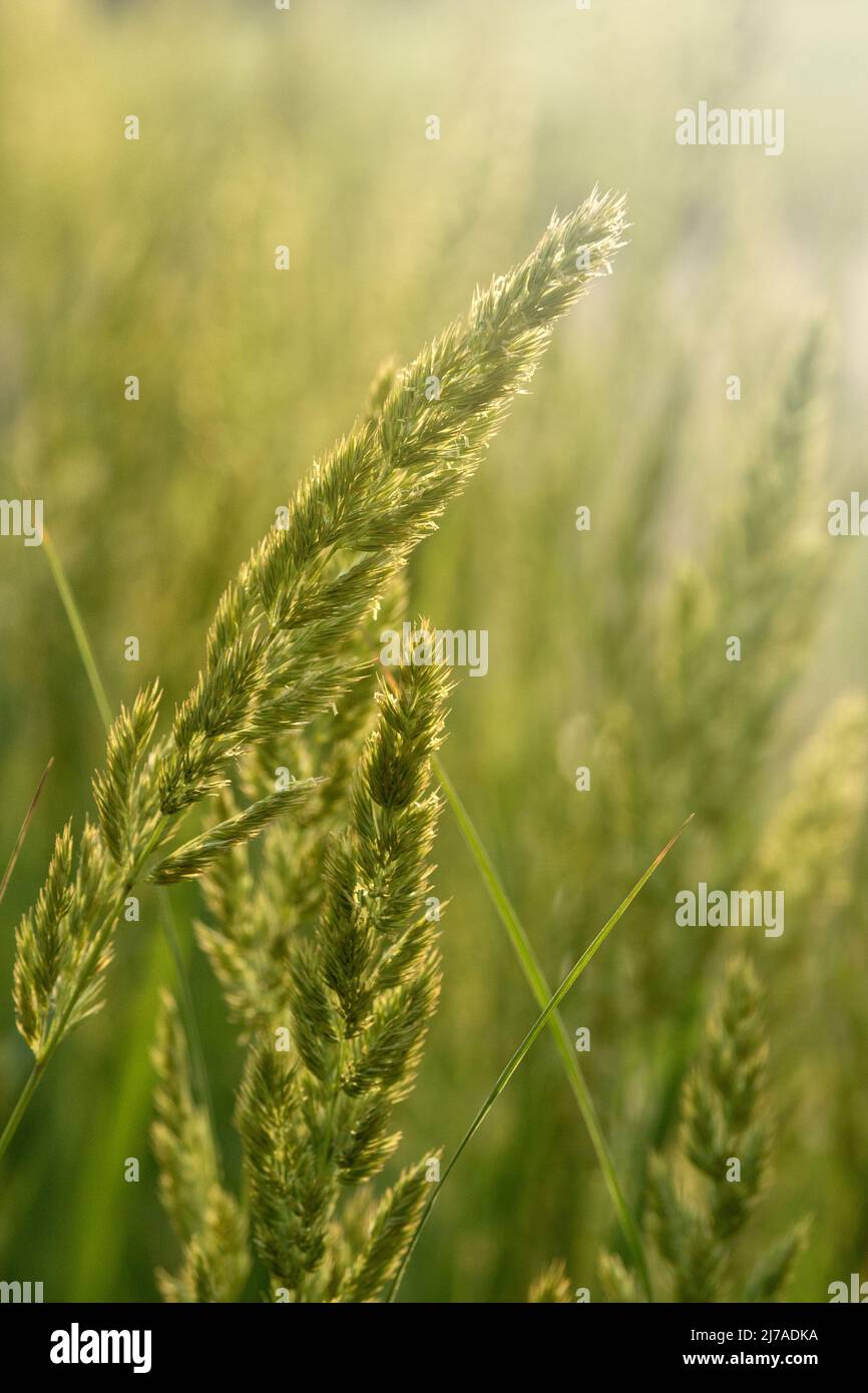 Plante herbacée vivace Calamagrostis epigejos dans les rayons du soleil couchant. Photographie macro. Céréales. Mauvaise herbe. Utilisé comme plante médicinale. Banque D'Images
