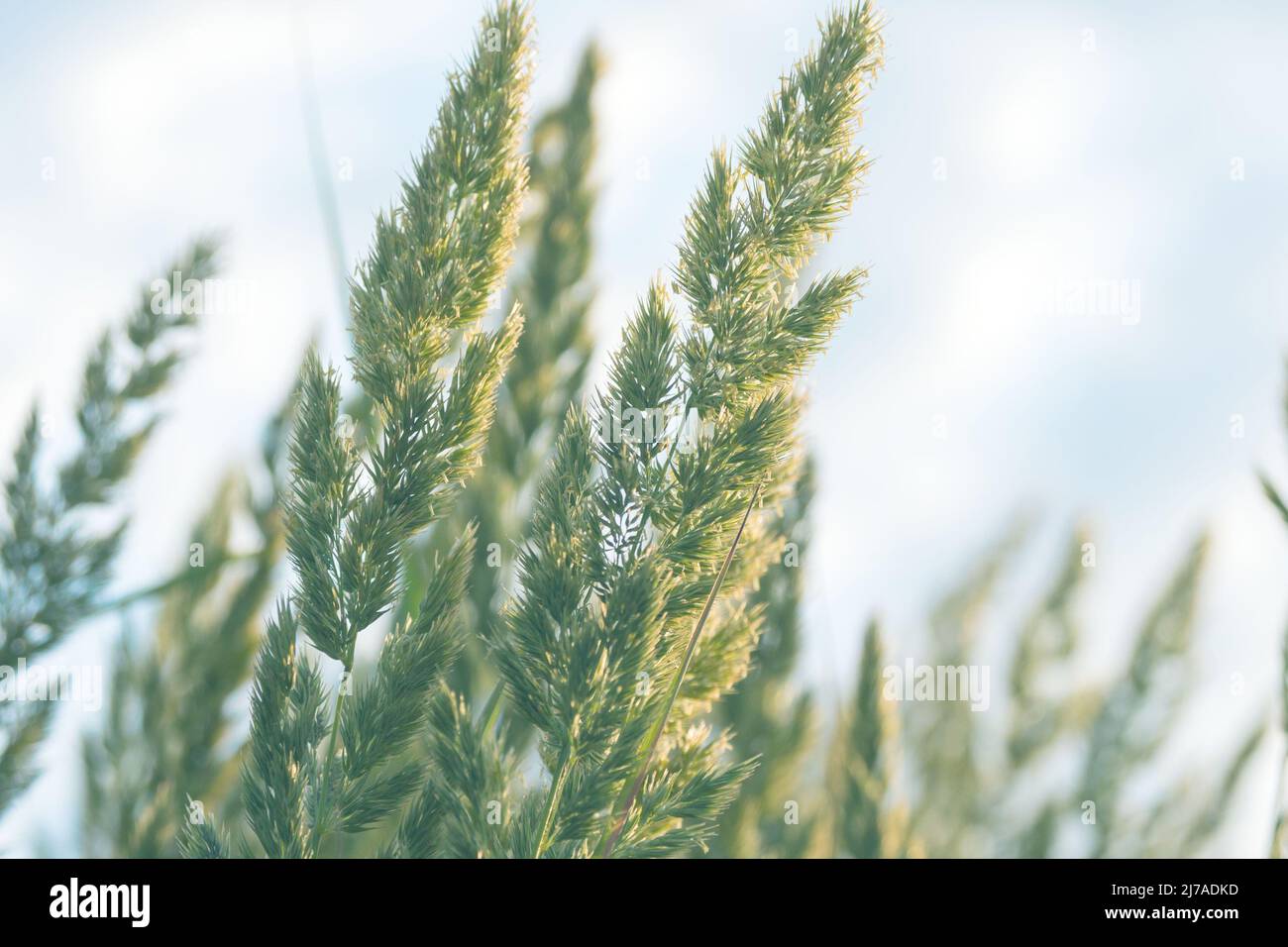 Plante herbacée vivace Calamagrostis epigejos dans les rayons du soleil couchant. Photographie macro. Céréales. Mauvaise herbe. Utilisé comme plante médicinale. Banque D'Images