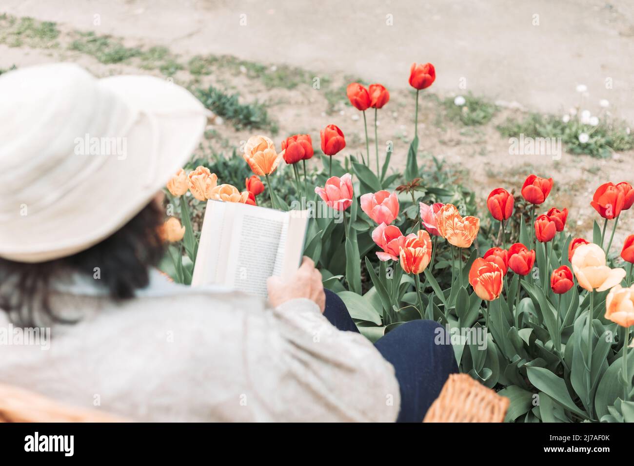 Femme âgée se relaxant et lisant un livre dans le jardin. Tulipes devant elle Banque D'Images