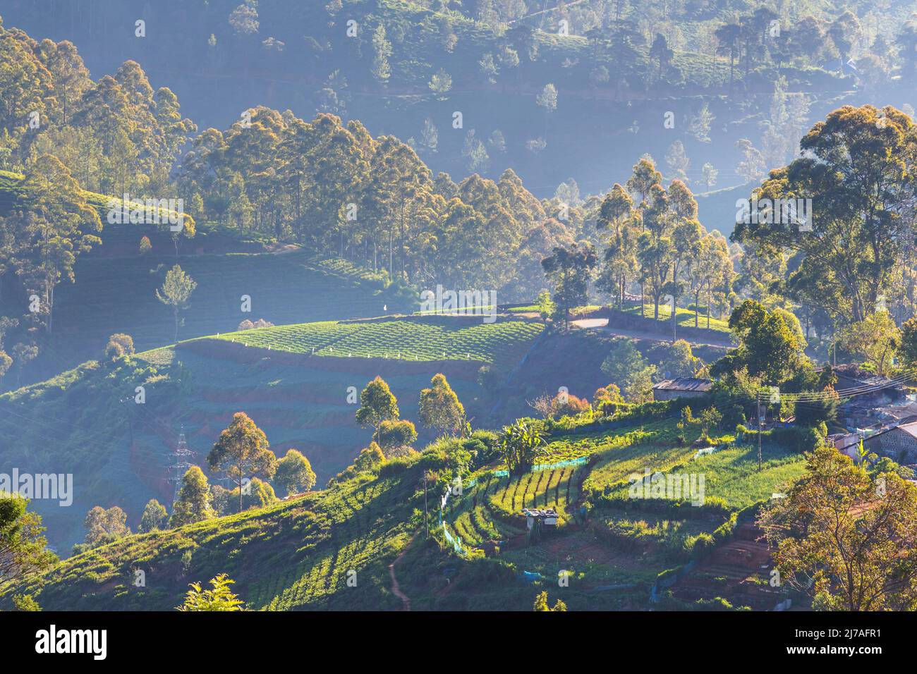 Plantations de légumes cultivées à flanc de colline au Sri Lanka. Beaux paysages ruraux Banque D'Images