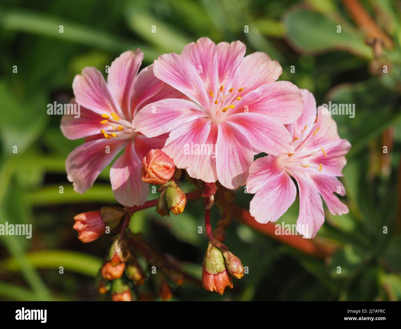 Photo macro de fleurs rose de Lewisia entièrement ouvert avec de nouveaux bourgeons. Par une journée ensoleillée. Banque D'Images