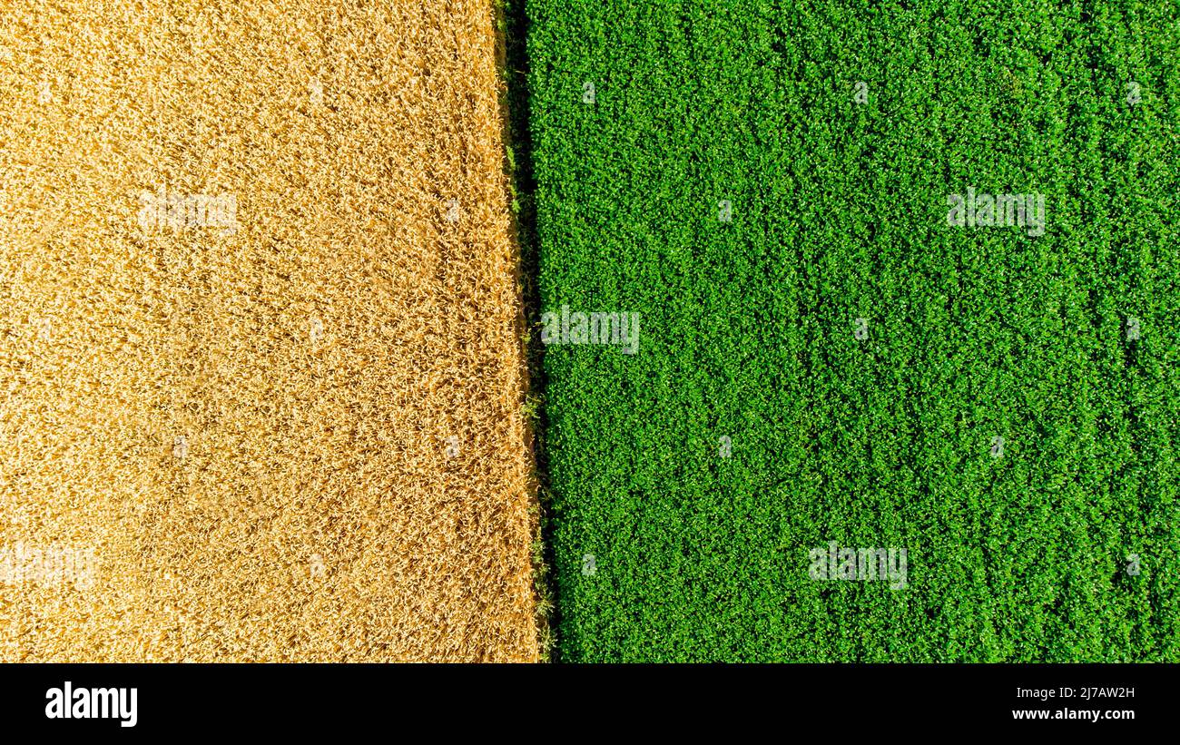 Vue aérienne de drone sur la frontière entre le champ de blé jaune et le champ agricole Banque D'Images