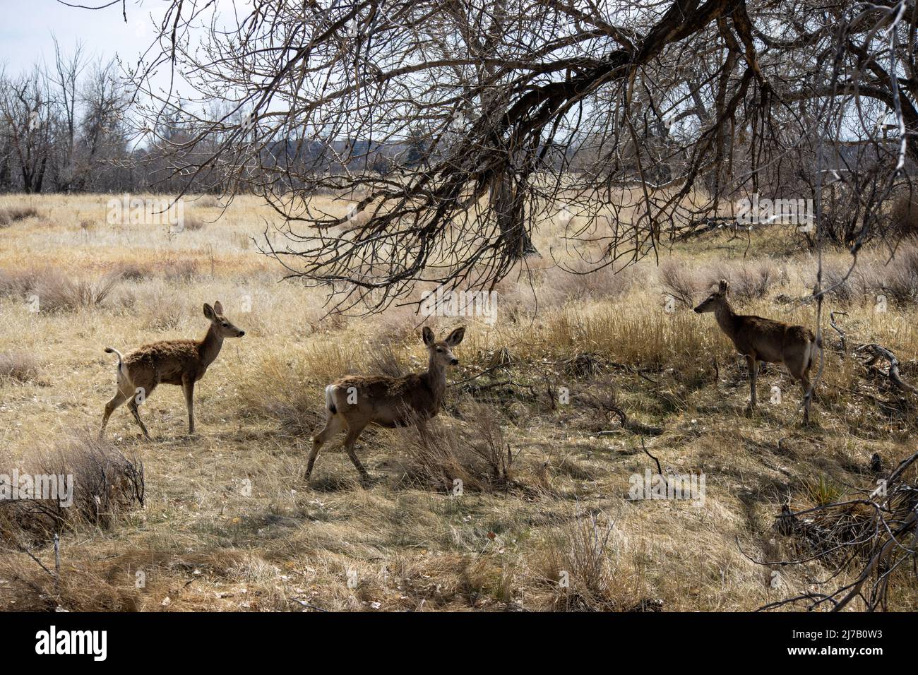 Un troupeau de cerfs mulets se trouve près d'un arbre à Rocky Mountain Arsenal près de Denver, Colorado Banque D'Images