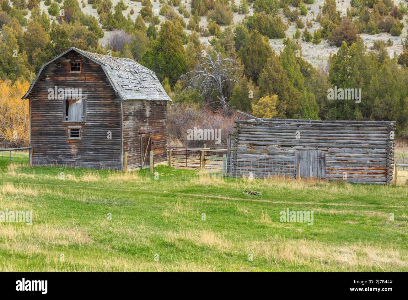 ancienne grange et cabane en rondins dans les contreforts près de townsend, montana Banque D'Images