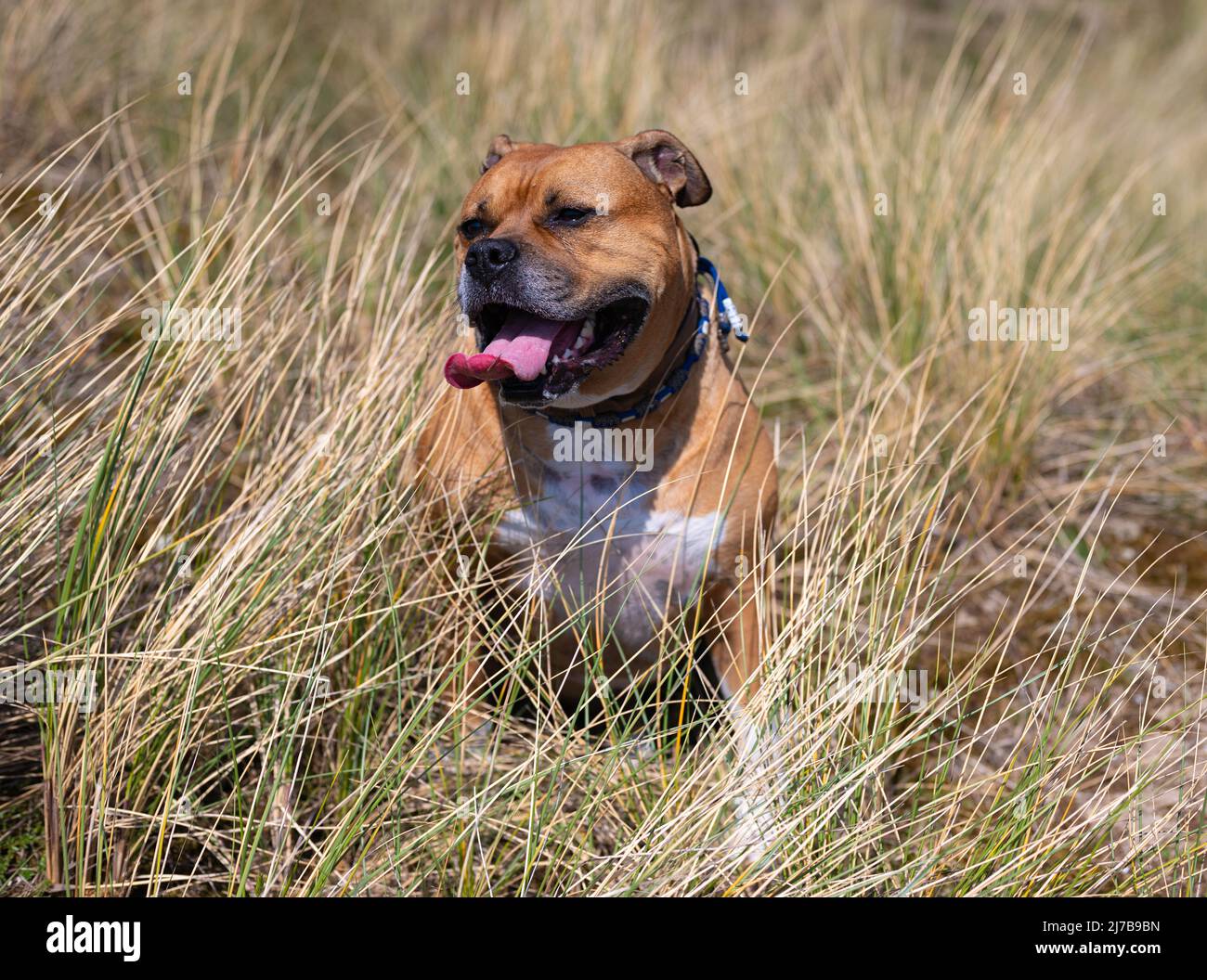 le chien de taureau brown american stafford avec des taches blanches et un col bleu est assis pour se reposer et semble heureux avec sa langue dehors pendant une promenade Banque D'Images