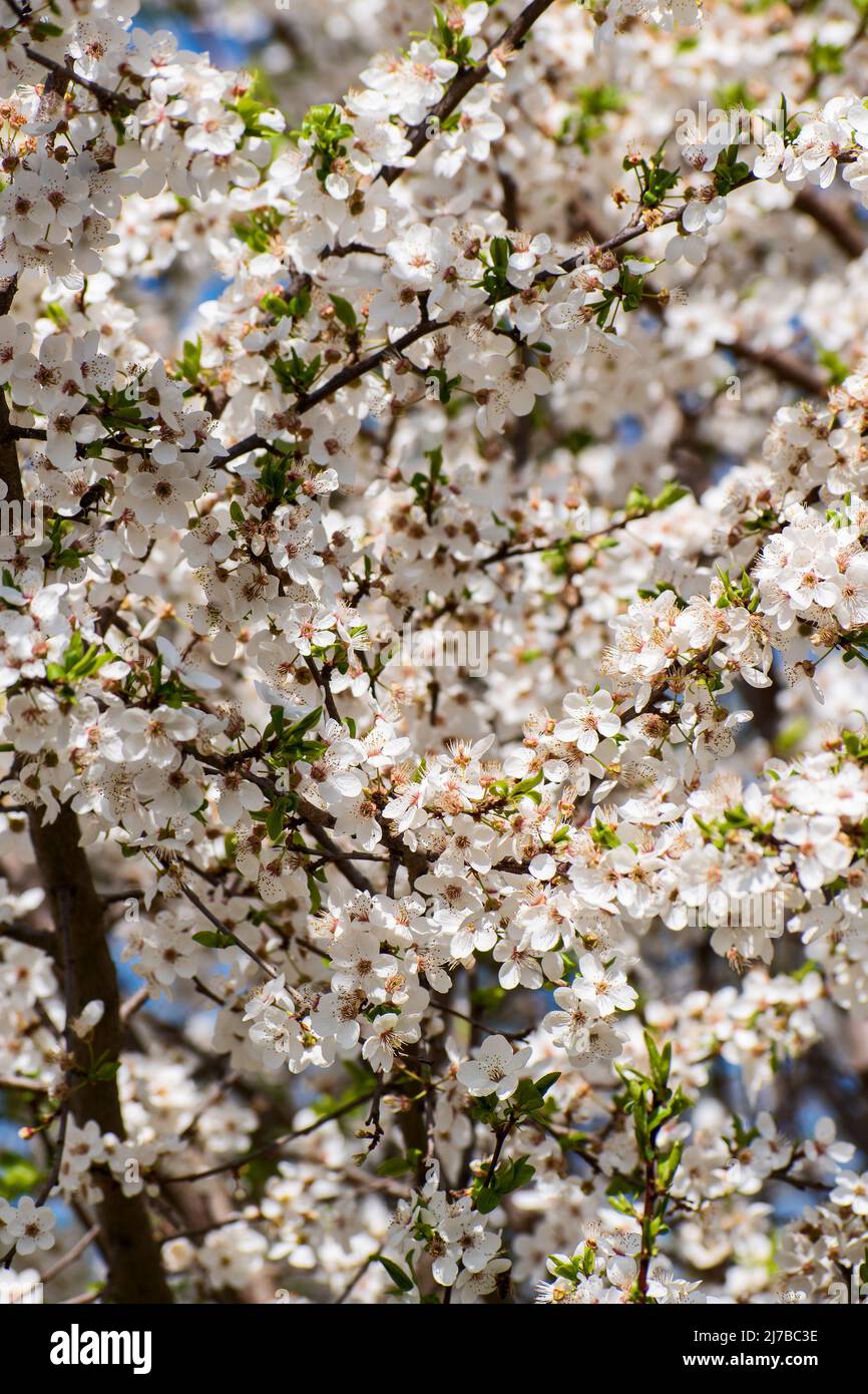 Fond de printemps avec fleurs de prune. Beaucoup de petites fleurs blanches sur une branche. Banque D'Images