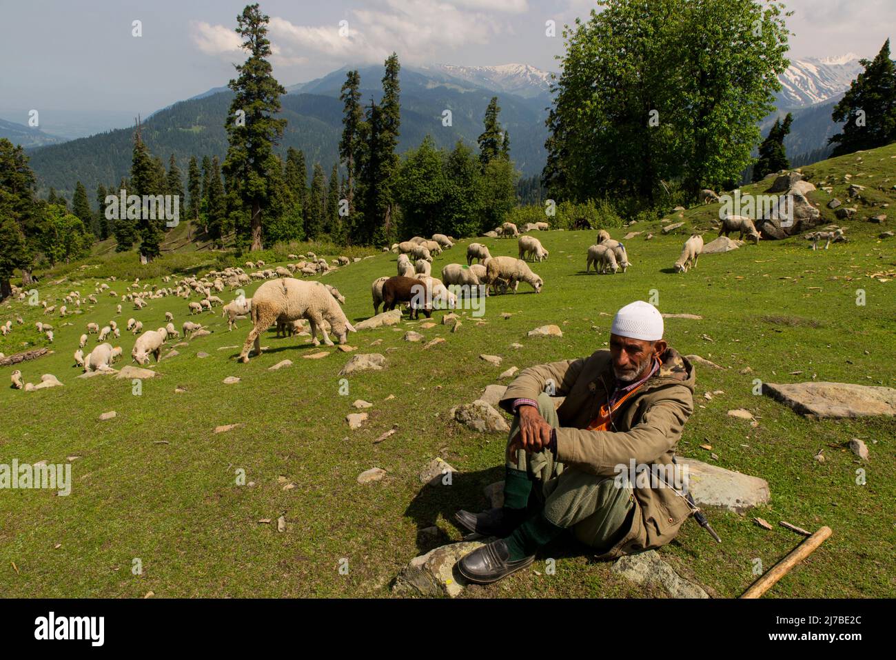 Pâturage des moutons au Cachemire Banque D'Images