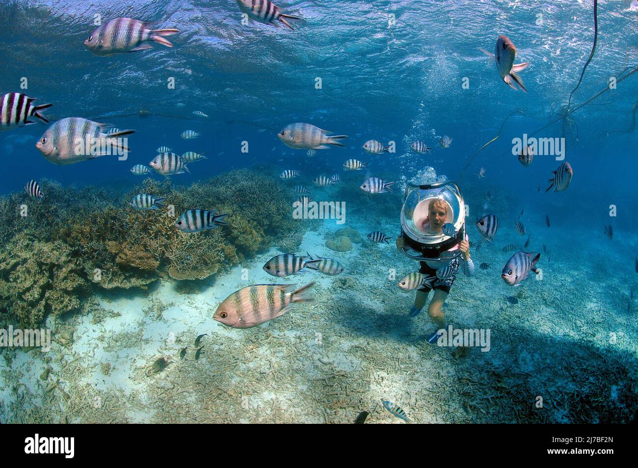 Promenade sous-marine, promenade sous-marine, enfant avec casque de plongée jouant avec les poissons Sergent Major ou píntanos (Abudefduf saxatilis), Maurice, Océan Indien Banque D'Images