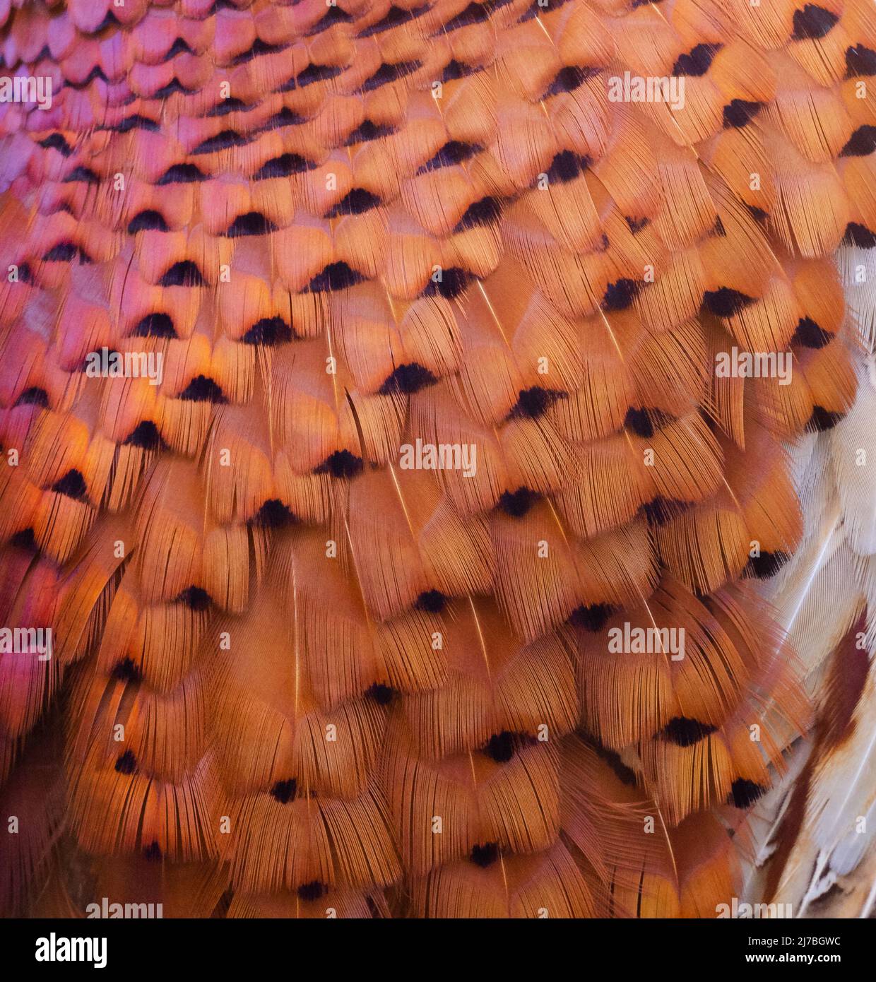 Mâle Pheasant [ Phasianus colchicus ] gros plan de détail de plumes Banque D'Images