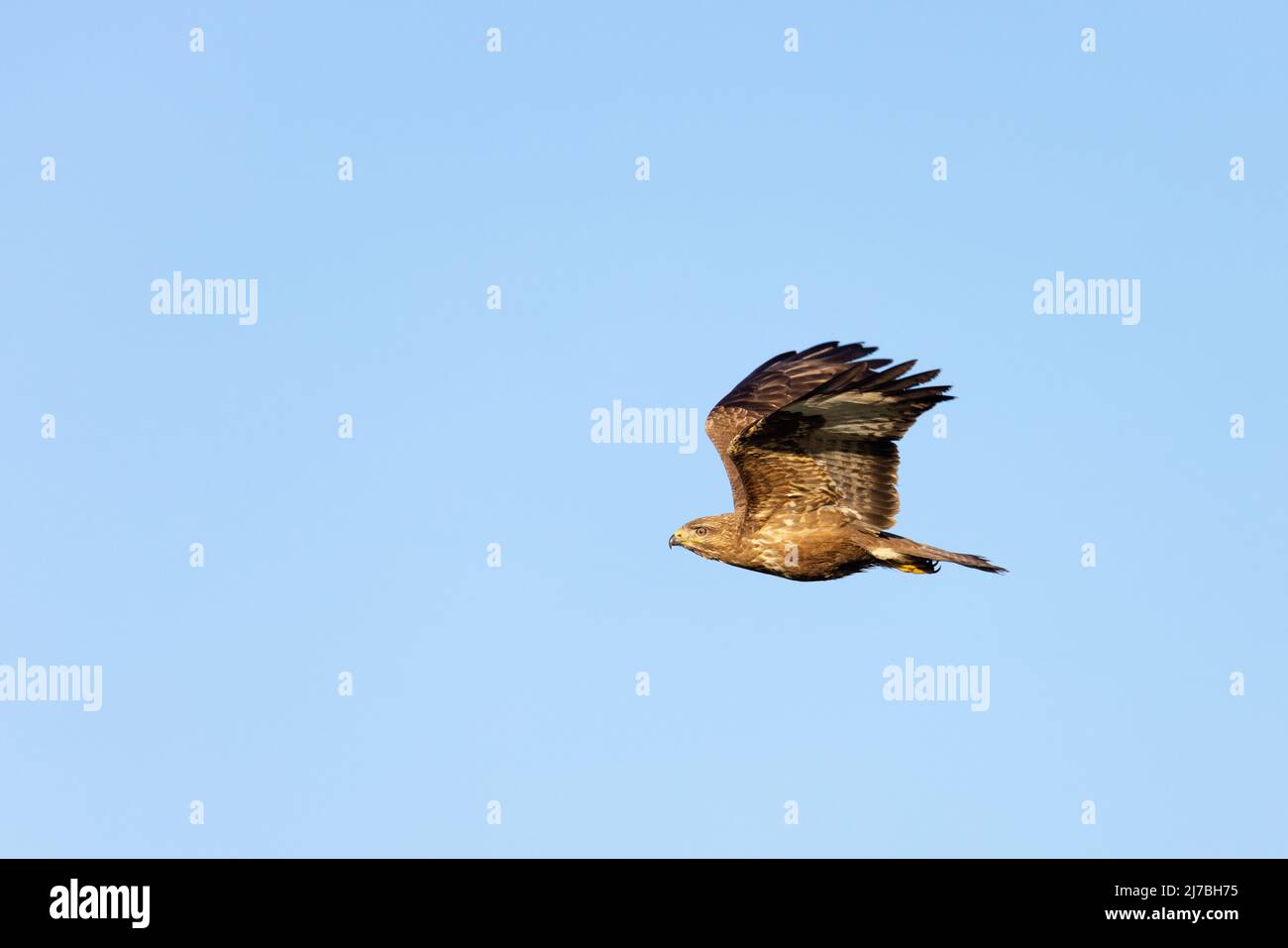 Buzzard commun [ Buteo buteo ] en vol contre le ciel bleu Banque D'Images