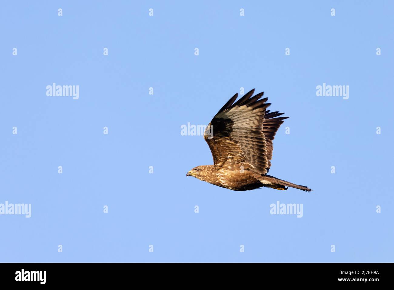 Buzzard commun [ Buteo buteo ] en vol contre le ciel bleu Banque D'Images