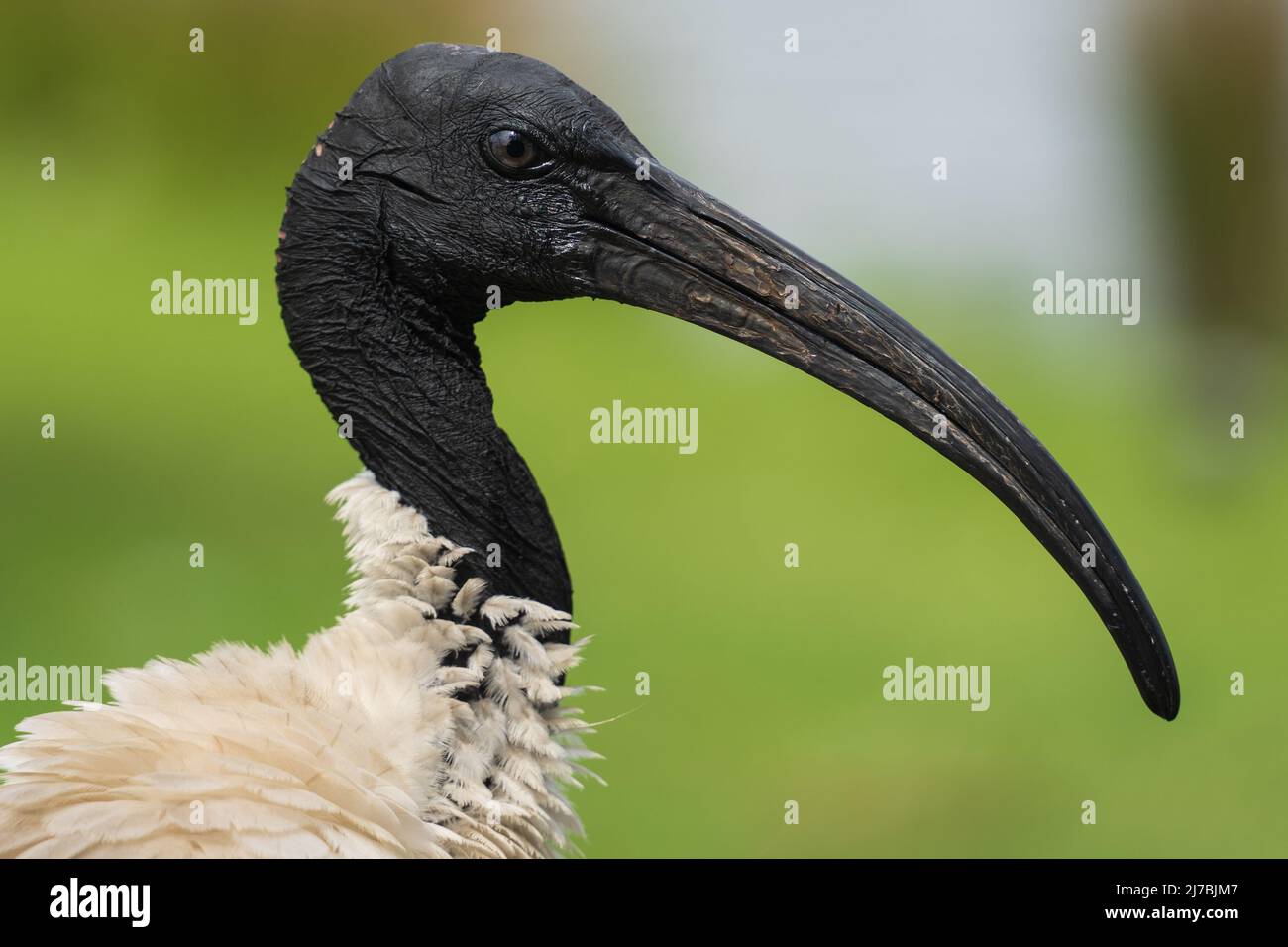 Gros plan sur le profil de la tête d'un oiseau ibis avec son bec noir incurvé et son fond vert Banque D'Images