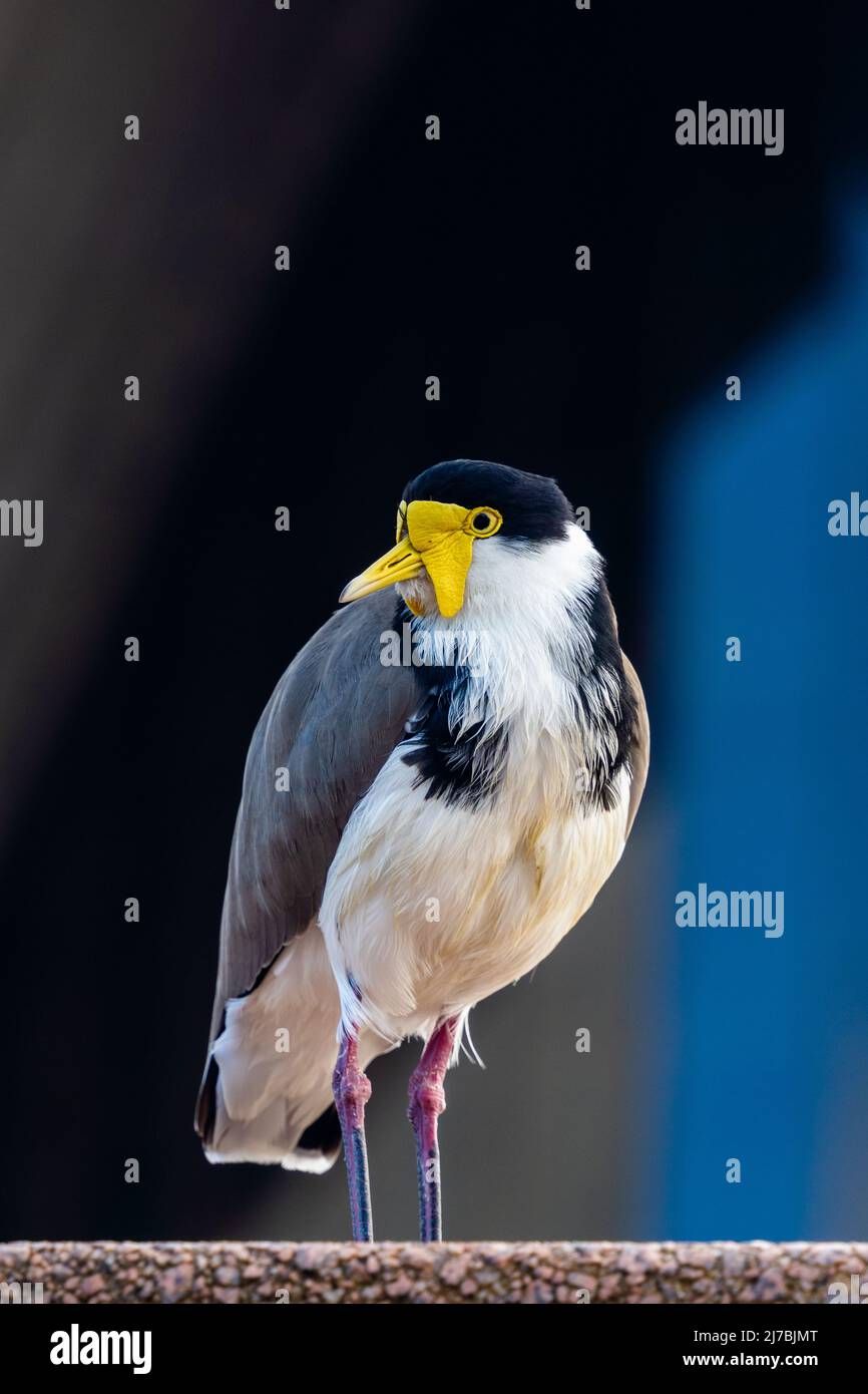 gros plan sur un oiseau de lapwing, en regardant latéralement avec un fond sombre de la ville Banque D'Images