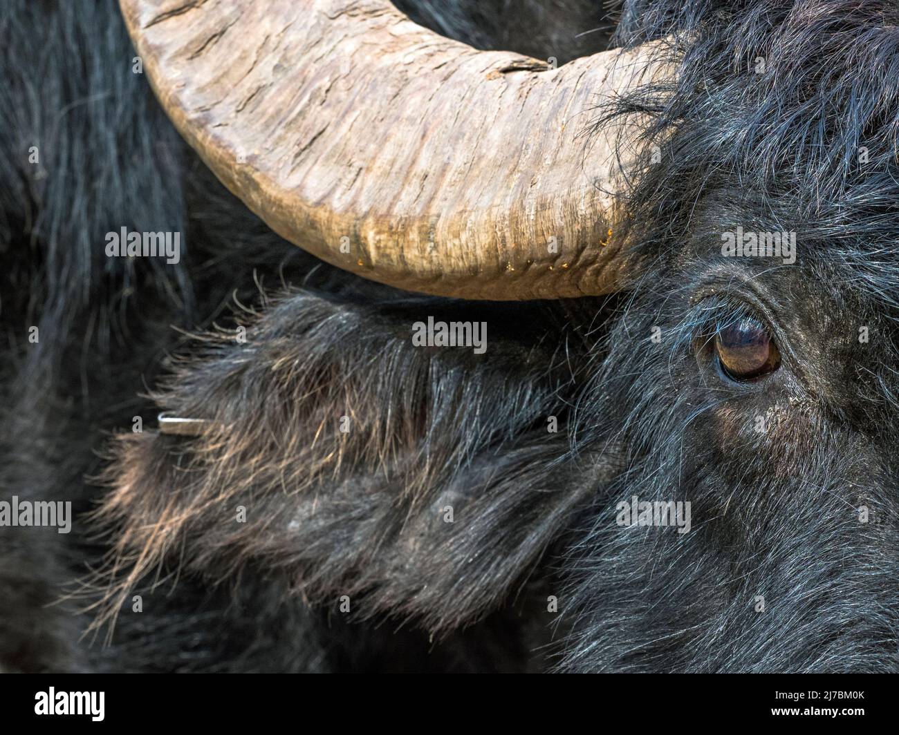 Gros plan d'un Buffalo à eau mâle (Bubalus bubalis), Cambridgeshire Banque D'Images