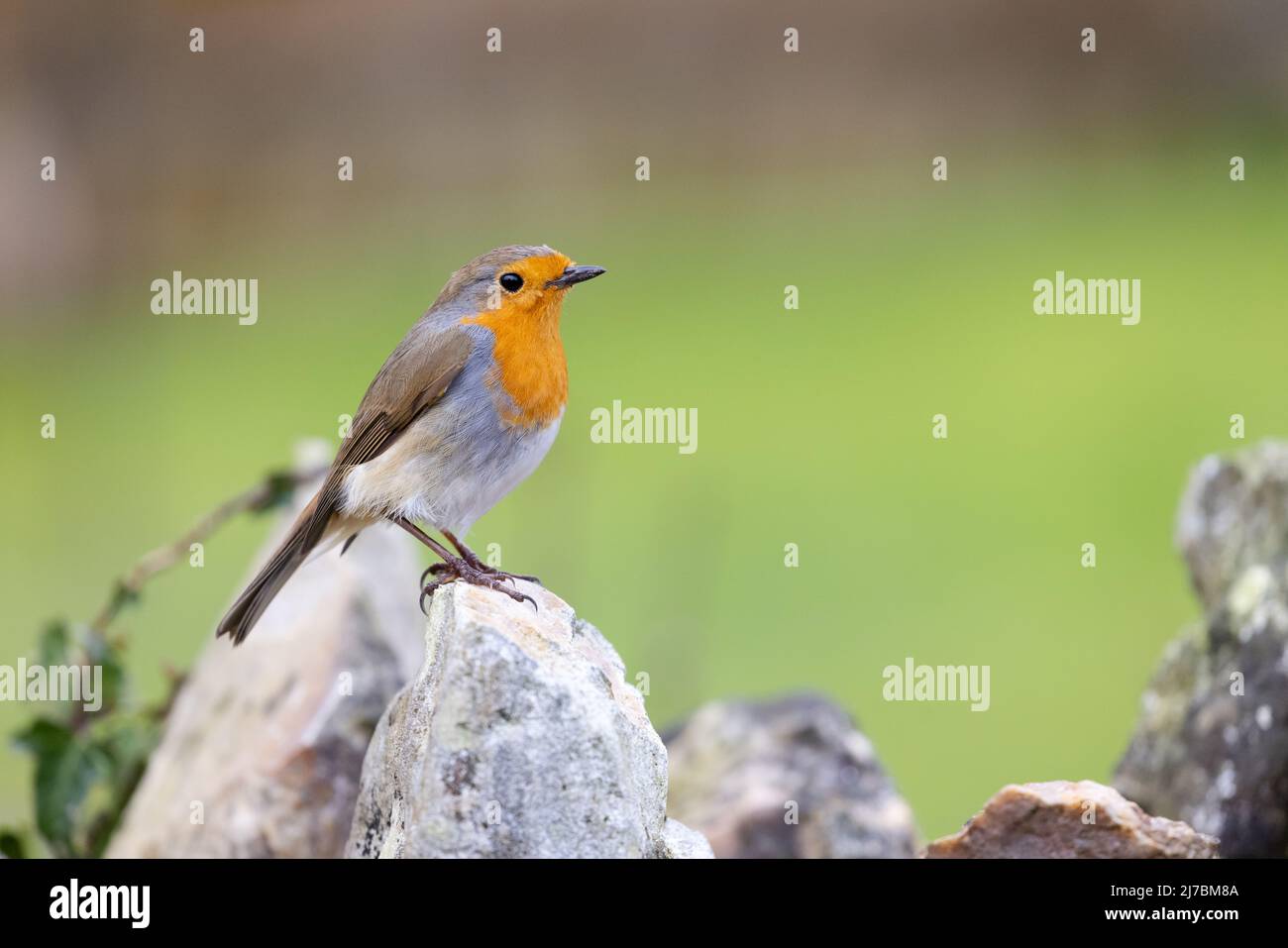 Robin [ erithacus rubecula ] sur le mur de jardin en pierre Banque D'Images