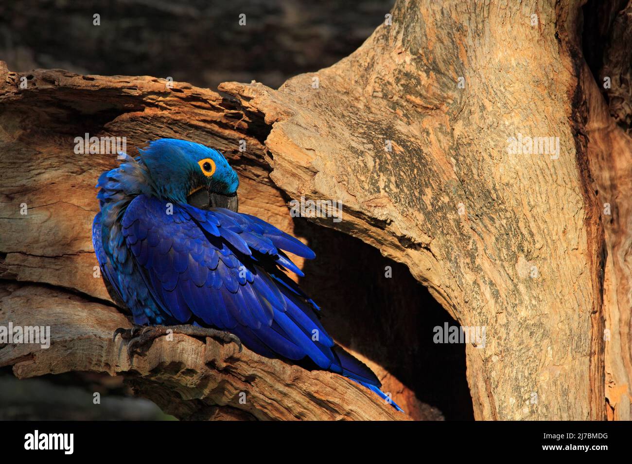 Jacinthe Macaw, Anodorhynchus hyacinthinus, grand perroquet bleu rare dans le trou de nid d'arbres, oiseau dans l'habitat naturel de la forêt, Pantanal, Bolivie, Amérique du Sud Banque D'Images