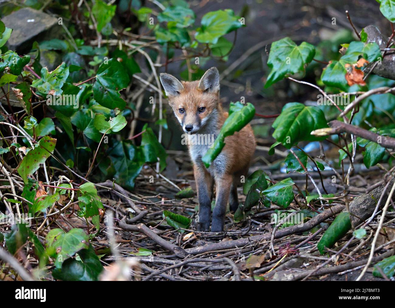 Une famille de renards urbains explore le jardin Banque D'Images