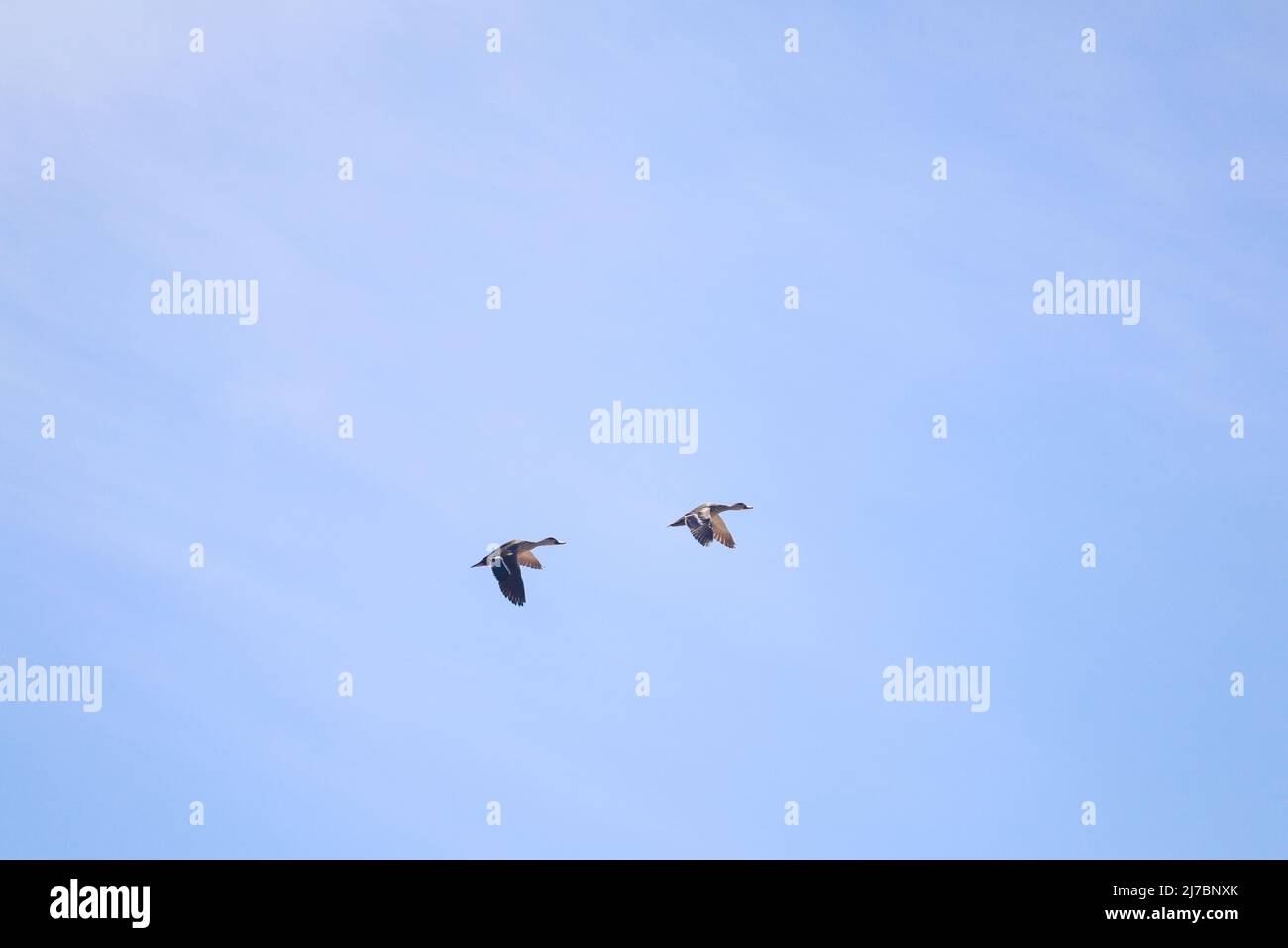Deux ailes indiennes à bec direct et à ailes de canard en plein air Banque D'Images