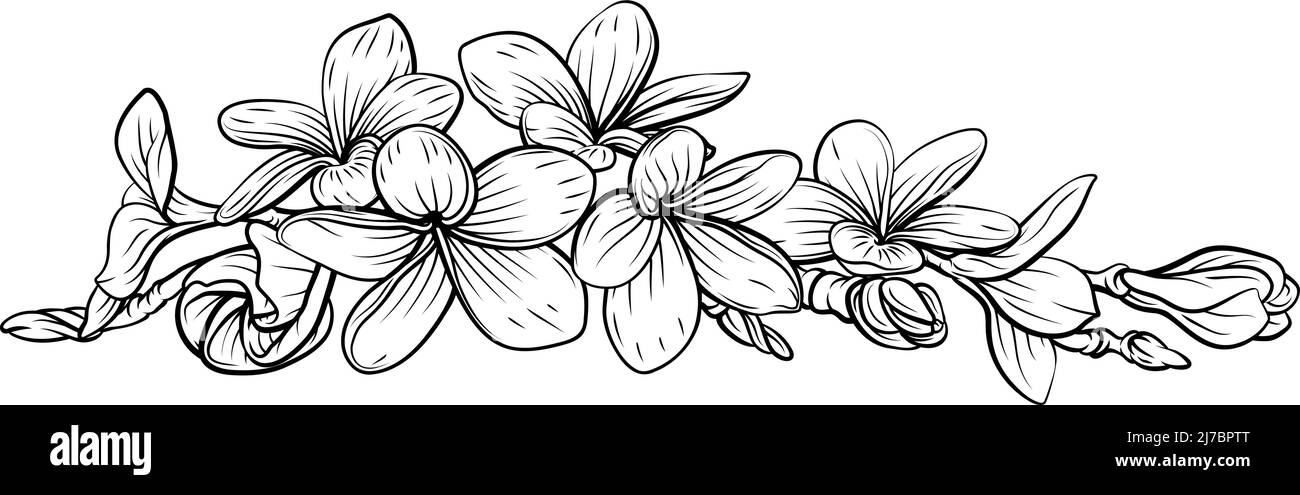 Frangipani Plumeria Tropical Bali Floral Flower Illustration de Vecteur