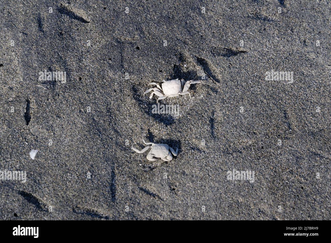 Deux crabes morts s'assoient sur le sable, ils ont été blanchis à blanc par le soleil Banque D'Images