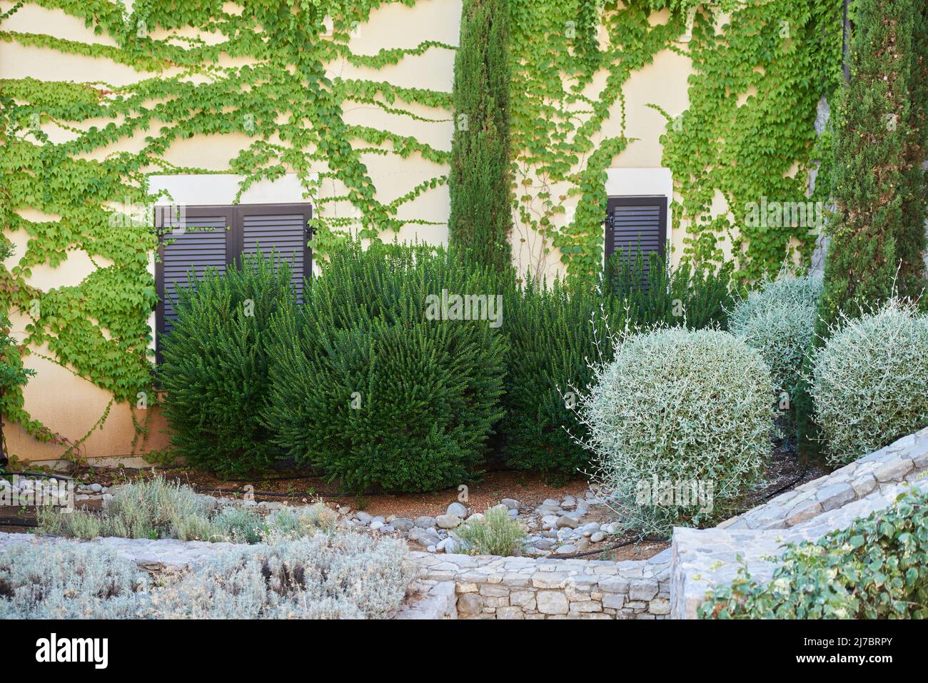 Arbustes Evergreen dans un lit de fleurs près du bâtiment Banque D'Images
