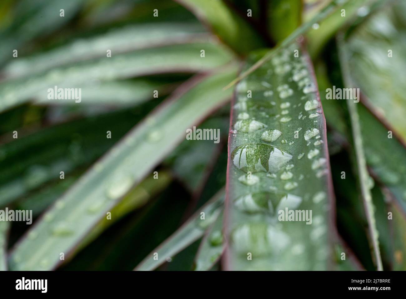 Après la pluie : gros plan de la pluie tombe sur les feuilles de palmier Banque D'Images