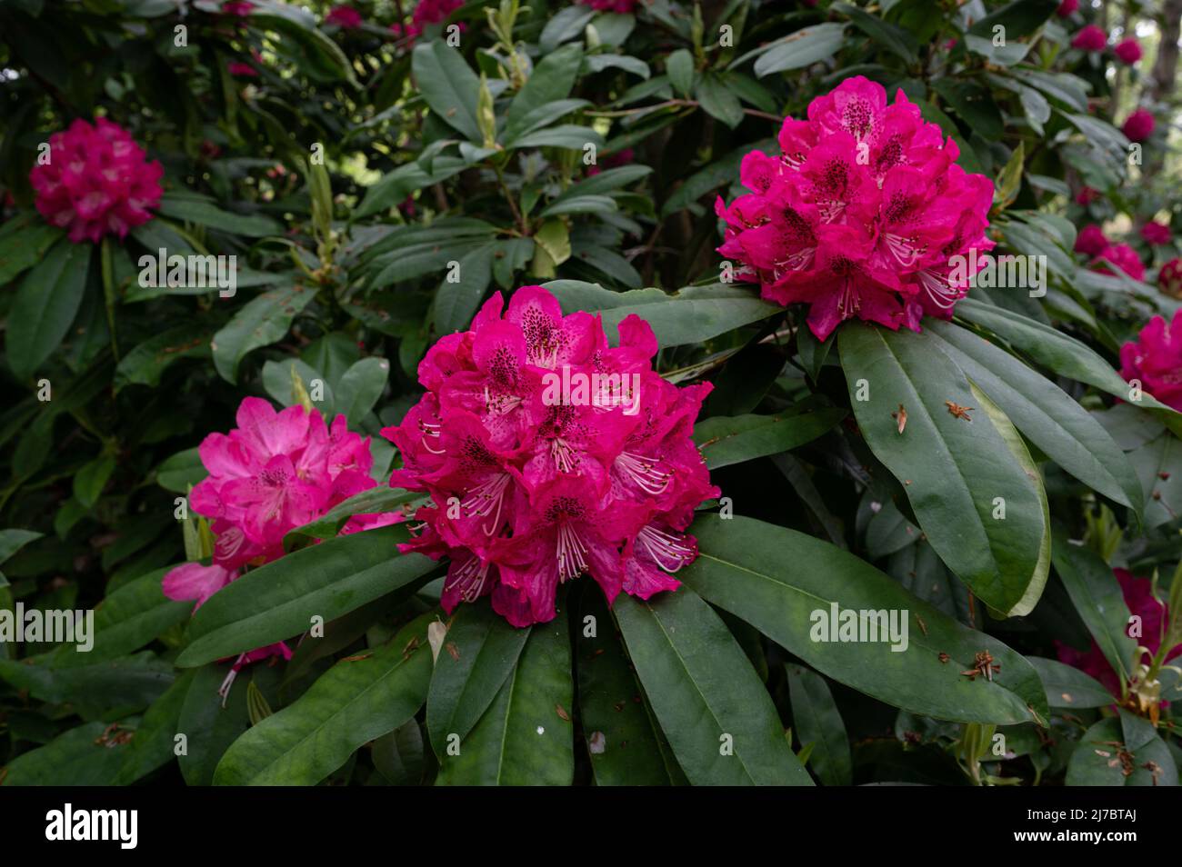 Floraison Rhododendron en pleine floraison dans la réserve naturelle de Thurford Woods, North Norfolk. Banque D'Images