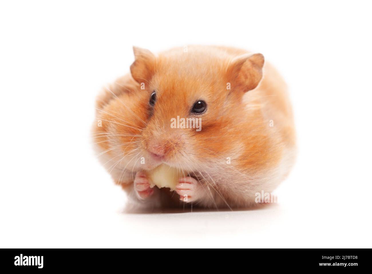 Petit hamster manger du fromage isolé sur fond blanc Banque D'Images