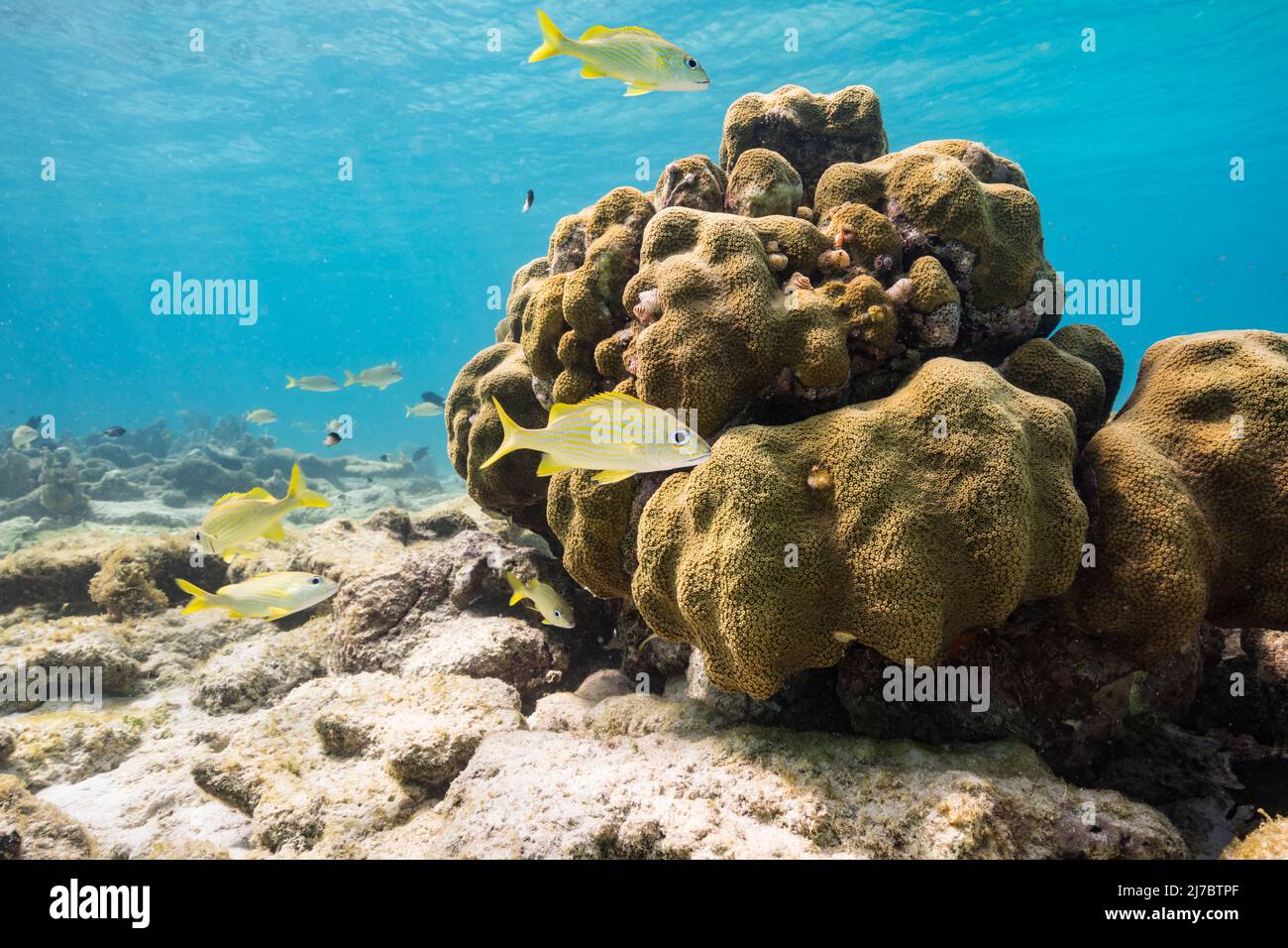 Paysage marin avec Lobed Star Coral, et éponge dans le récif de corail de la mer des Caraïbes, Curaçao Banque D'Images