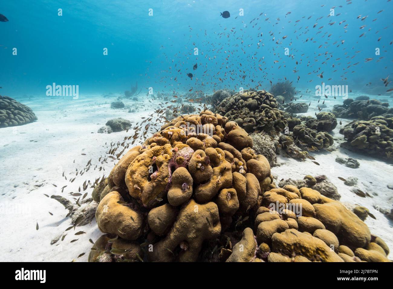 Paysage marin avec Lobed Star Coral, et éponge dans le récif de corail de la mer des Caraïbes, Curaçao Banque D'Images