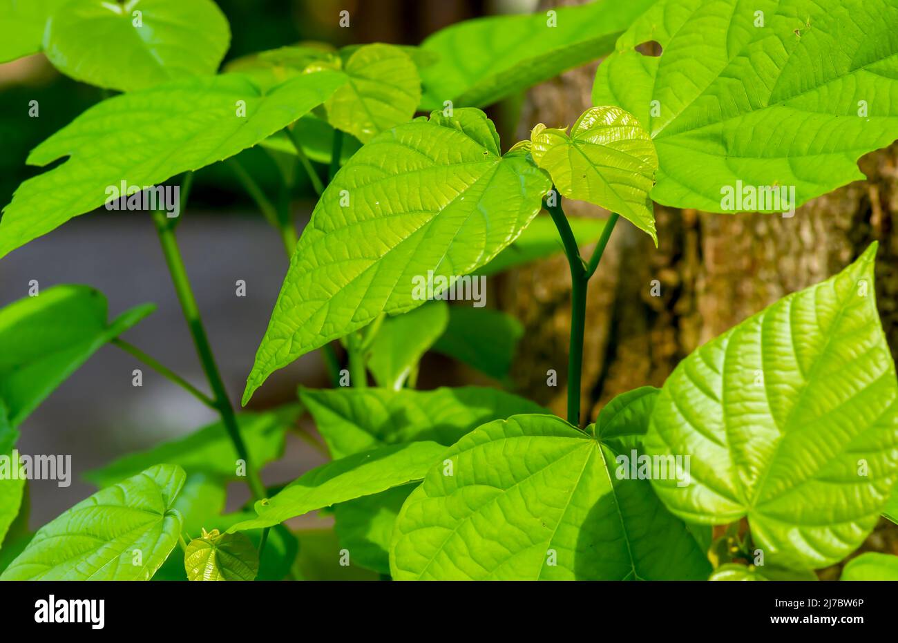 Tahongai, arbre invité (Kleinhovia hospita), connu sous le nom de feuilles vertes de Timoho (Java, Indonésie) Banque D'Images