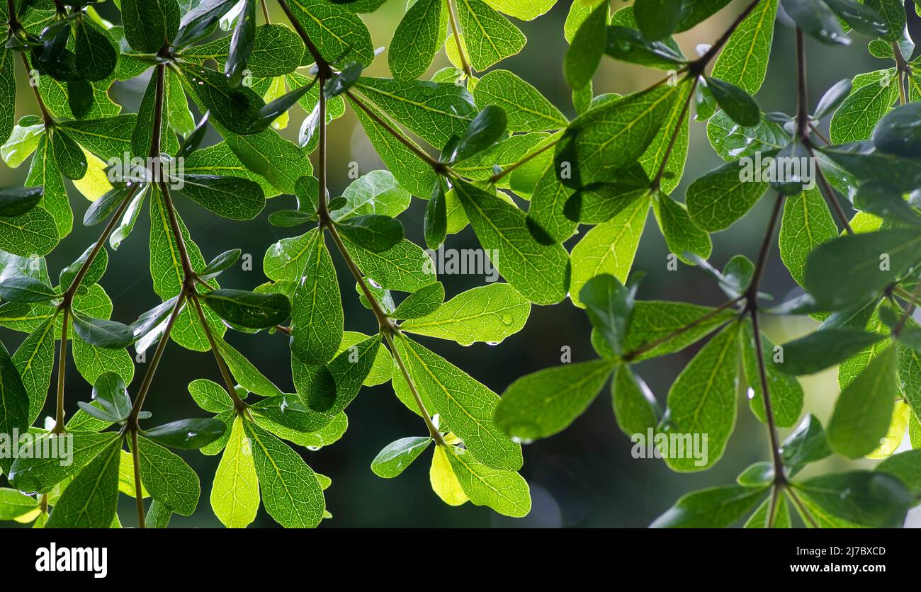 Ketapang Kencana (Terminalia mantaly), feuilles vertes d'amande de Madagascar Banque D'Images