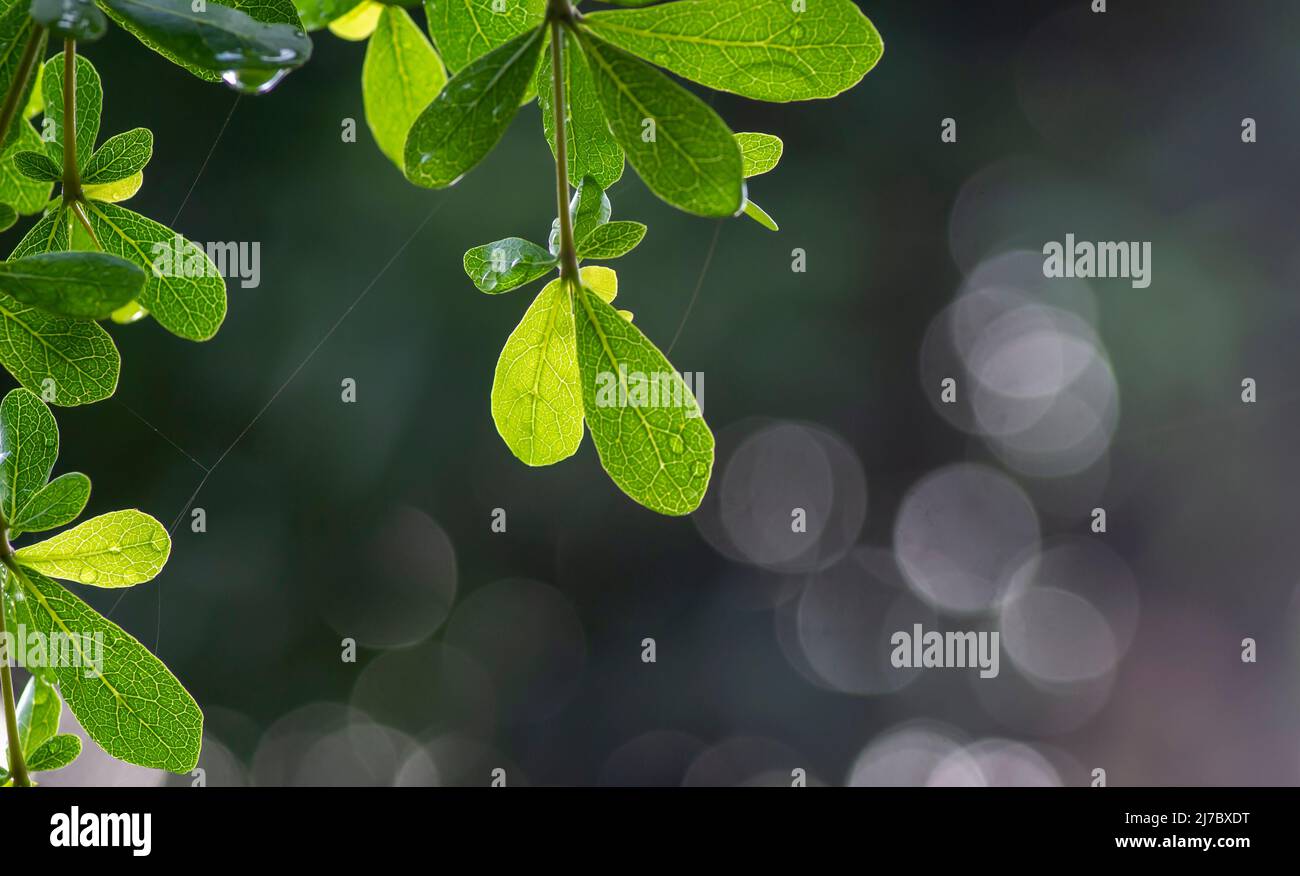 Ketapang Kencana (Terminalia mantaly), feuilles vertes d'amande de Madagascar Banque D'Images