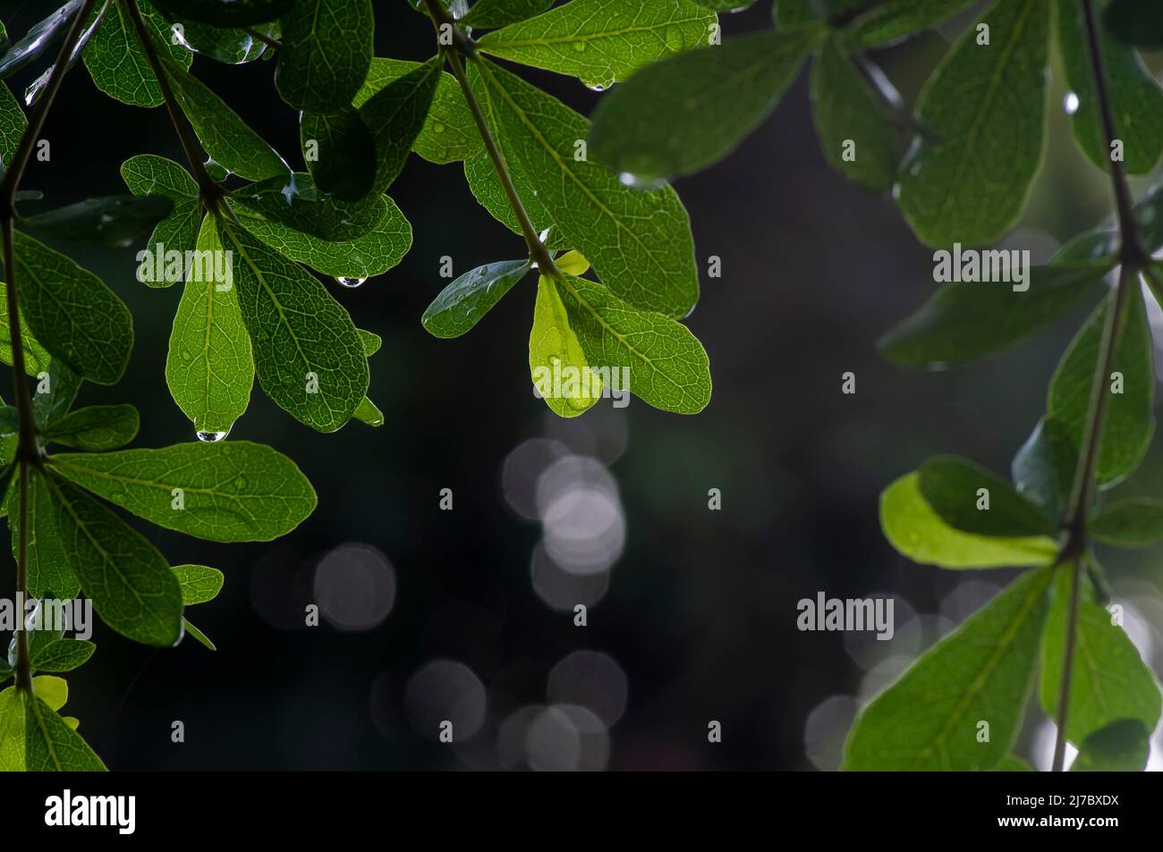 Ketapang Kencana (Terminalia mantaly), feuilles vertes d'amande de Madagascar Banque D'Images