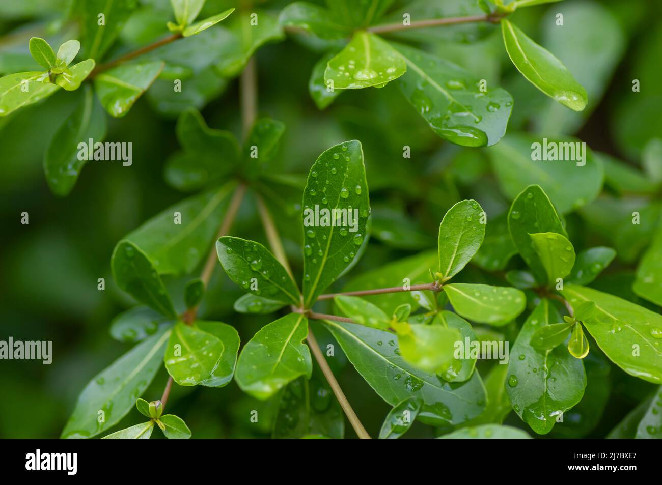 Ketapang Kencana (Terminalia mantaly), feuilles vertes d'amande de Madagascar Banque D'Images