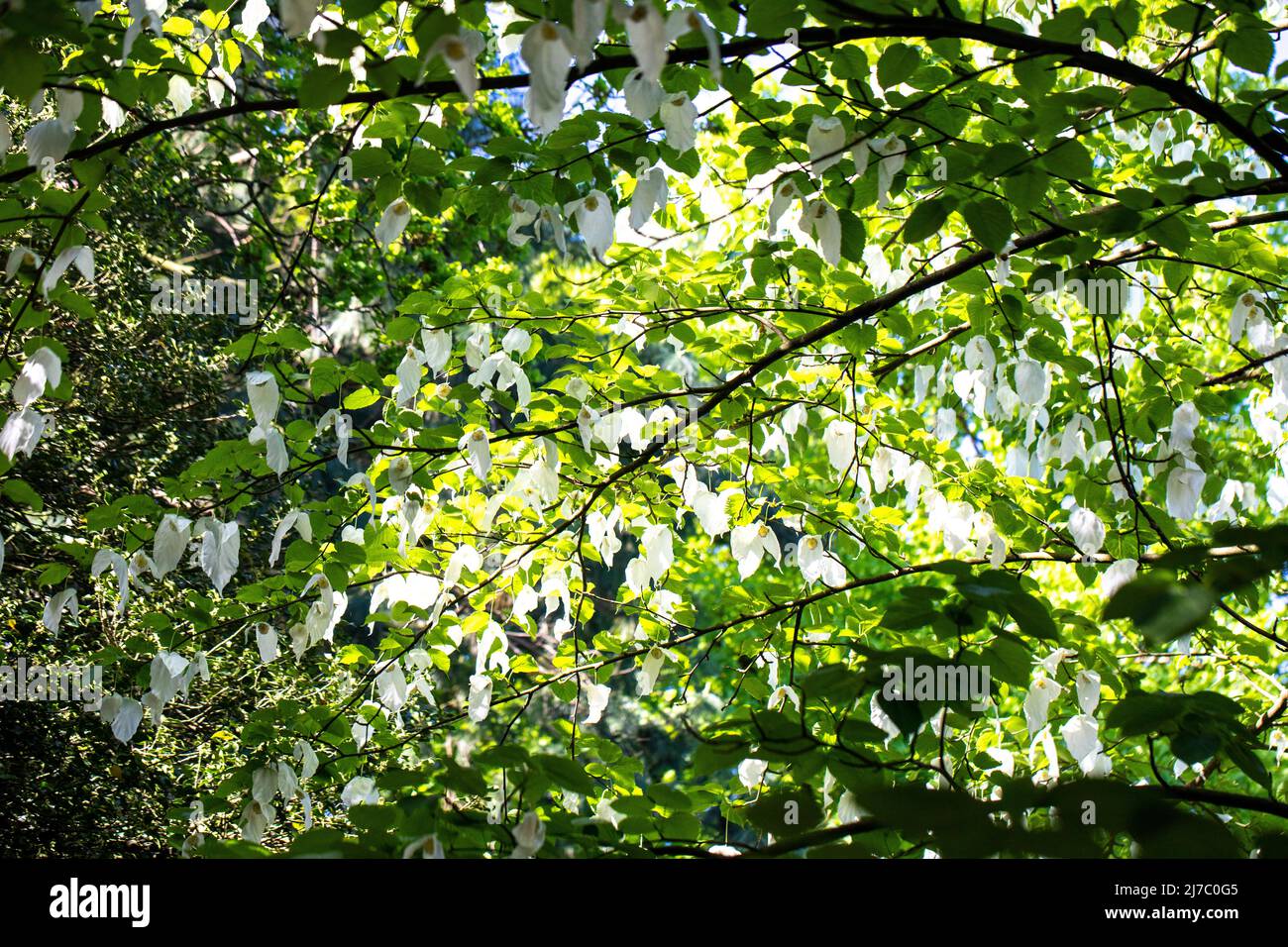 l'arbre à mouchoir est un arbre à feuilles caduques de taille moyenne avec des feuilles vert vif, largement ovées, jusqu'à 15cm de longueur. Banque D'Images